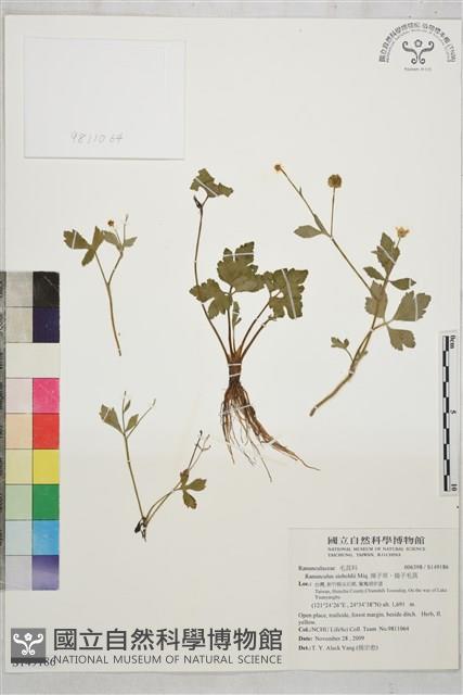 辣子草、揚子毛茛藏品圖，第1張