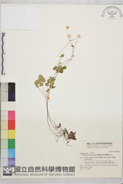 臺灣唐松草、臺灣鐵大烏藏品圖，第1張