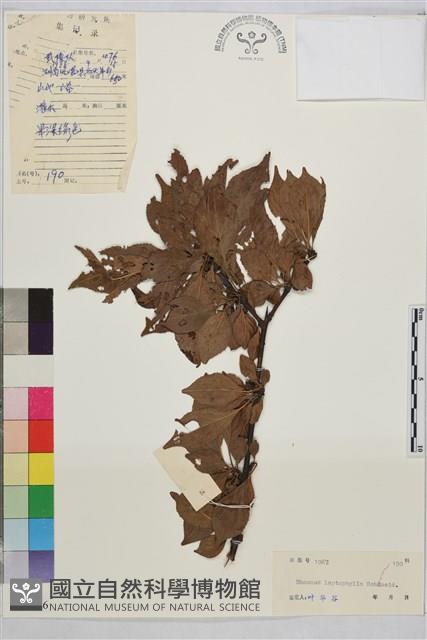 薄葉鼠李藏品圖，第1張