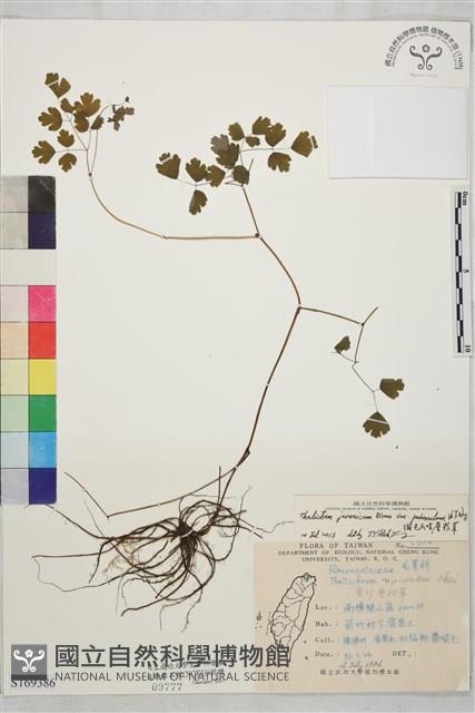 微毛爪哇唐松草藏品圖，第1張