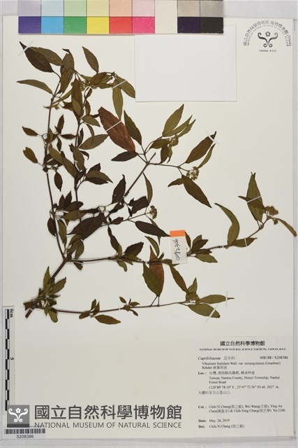狹葉莢迷藏品圖，第1張