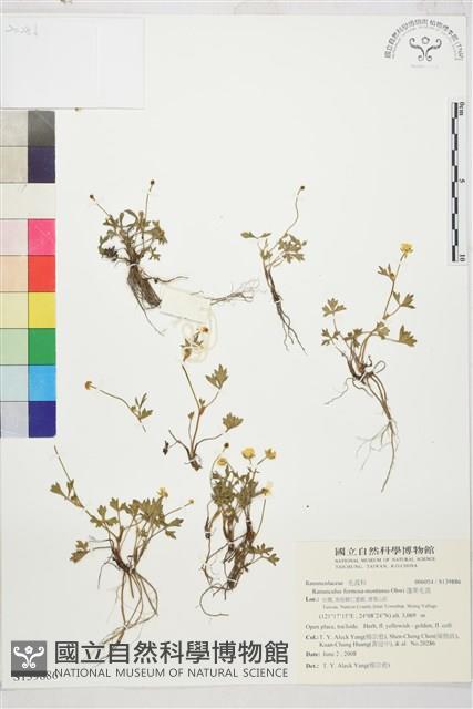 蓬萊毛茛藏品圖，第1張