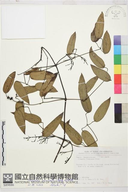 柱果鐵線蓮藏品圖，第2張