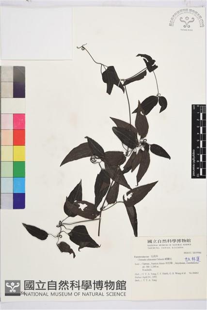 威靈仙藏品圖，第1張