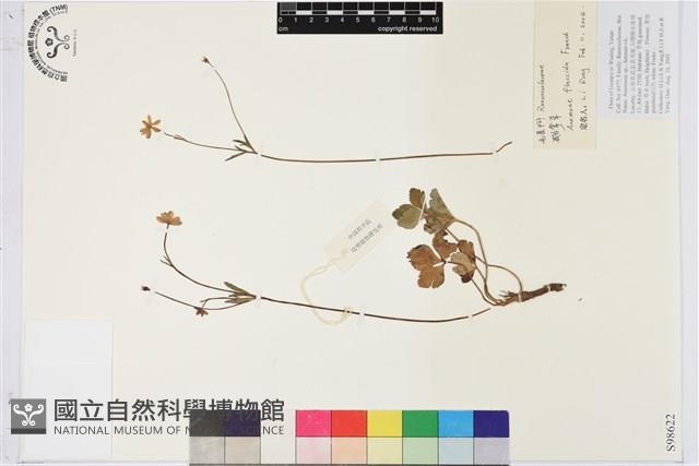 鵝掌草藏品圖，第1張