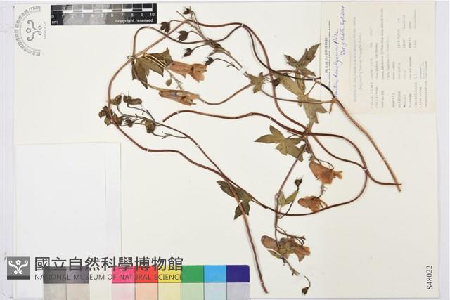 瓜葉烏頭藏品圖，第1張