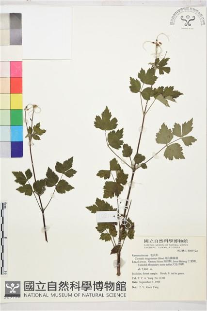 高山鐵線蓮藏品圖，第1張