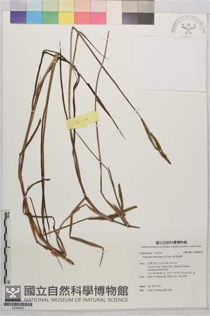 圓果雀稗藏品圖，第1張