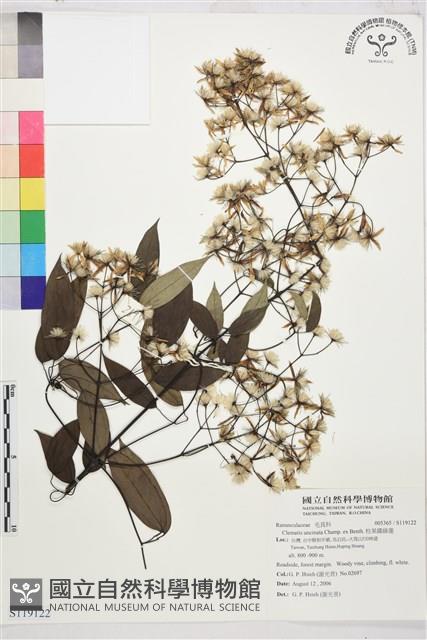 柱果鐵線蓮藏品圖，第1張