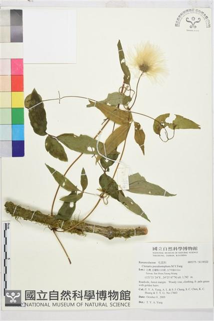 華中鐵線蓮藏品圖，第2張