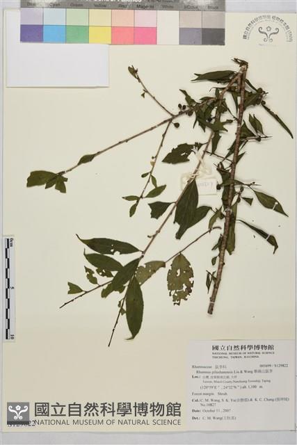 畢祿山鼠李藏品圖，第1張