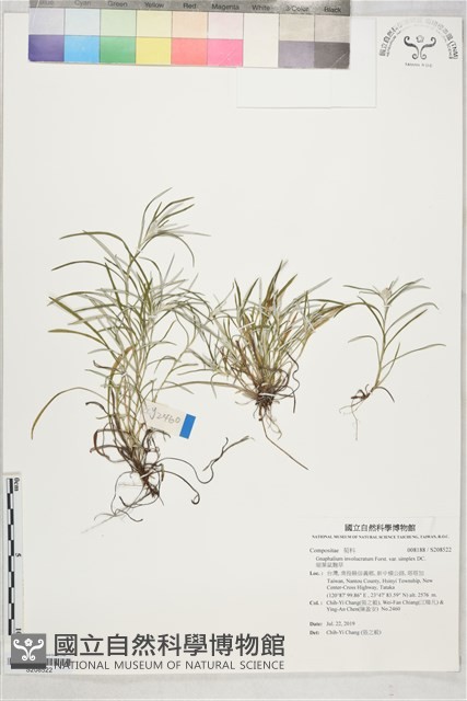 細葉鼠麴草藏品圖，第1張