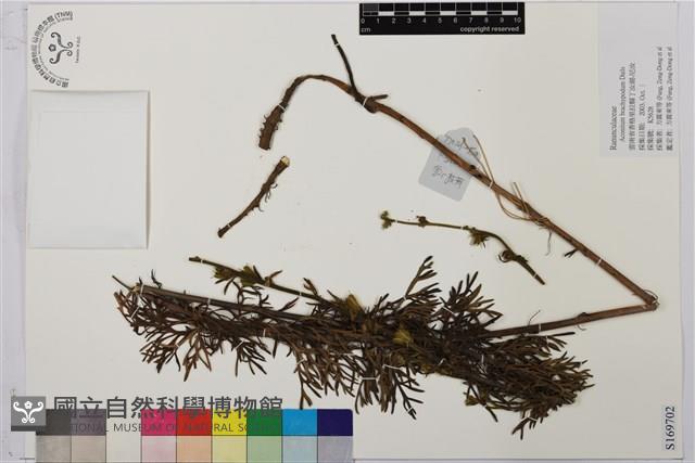 短柄烏頭藏品圖，第1張