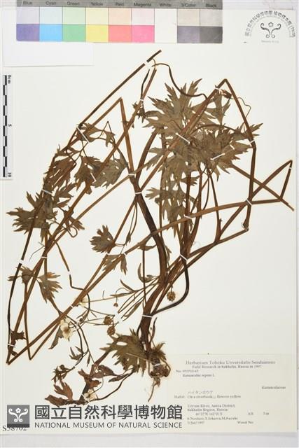 匍枝毛茛藏品圖，第1張