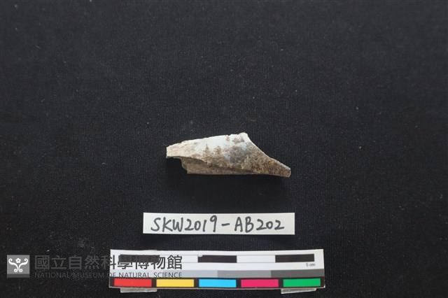 獸骨藏品圖，第1張