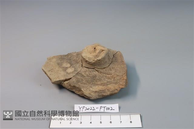 碗/淺盤型陶蓋藏品圖，第1張