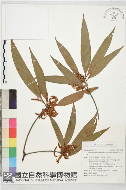 捲斗櫟藏品圖，第1張