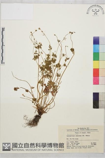 天葵藏品圖，第1張