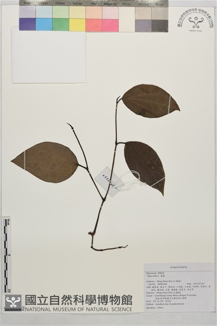 荖藤、荖葉藏品圖，第1張