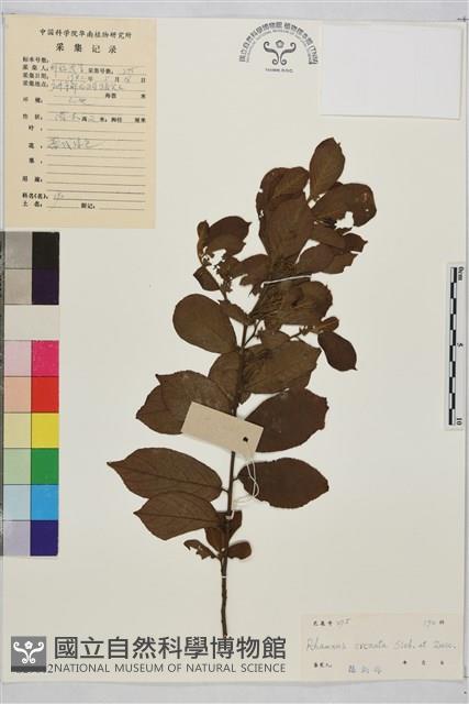 鈍齒鼠李藏品圖，第2張