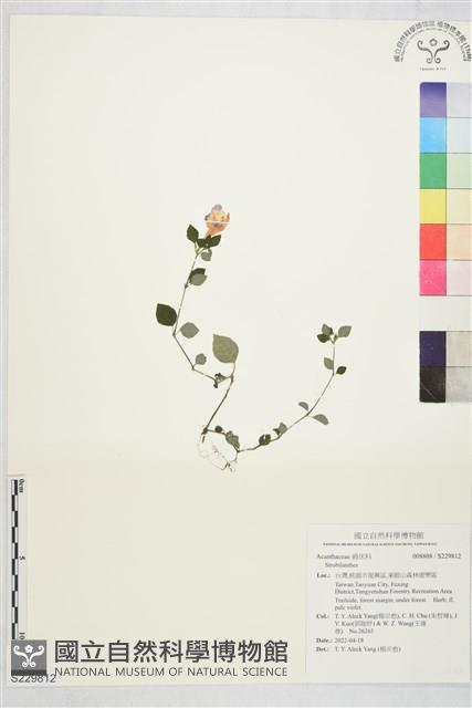 登錄號:S229812藏品圖，第1張