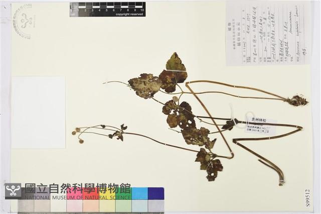 打破碗花花藏品圖，第1張