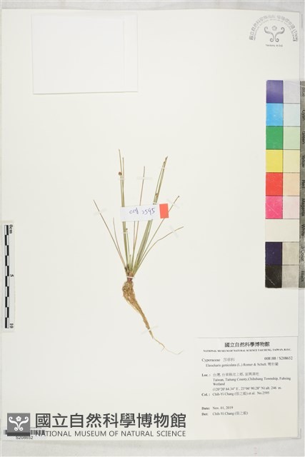 彎形藺藏品圖，第1張