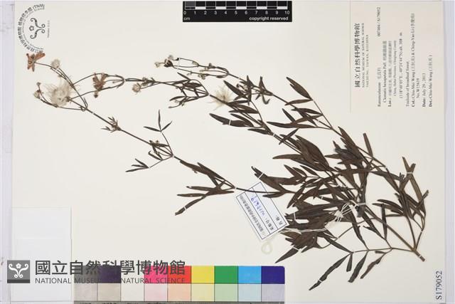 棉團鐵線蓮藏品圖，第1張