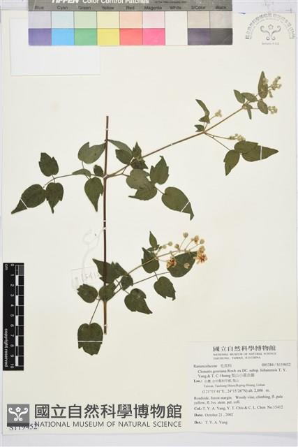 梨山小蓑衣藤藏品圖，第1張