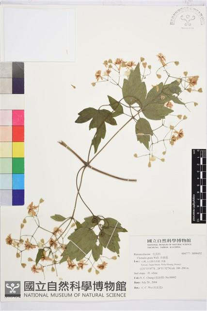 串鼻龍藏品圖，第1張