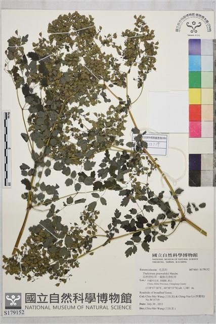 長柄唐松草、擬散花唐松草藏品圖，第1張