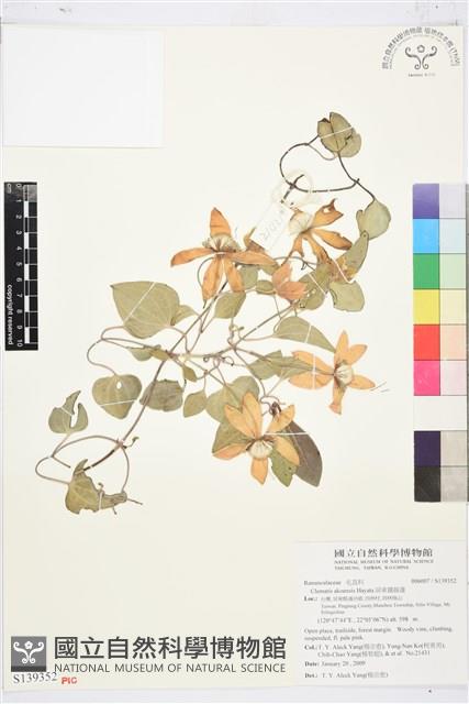 屏東鐵線蓮藏品圖，第1張