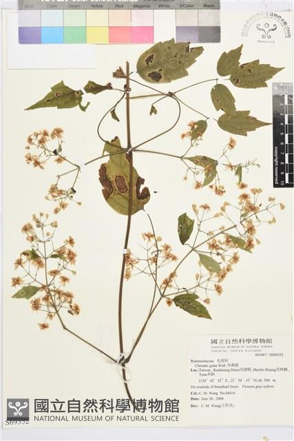 串鼻龍藏品圖，第2張