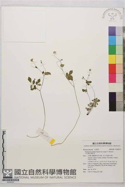 大花傅氏唐松草藏品圖，第1張