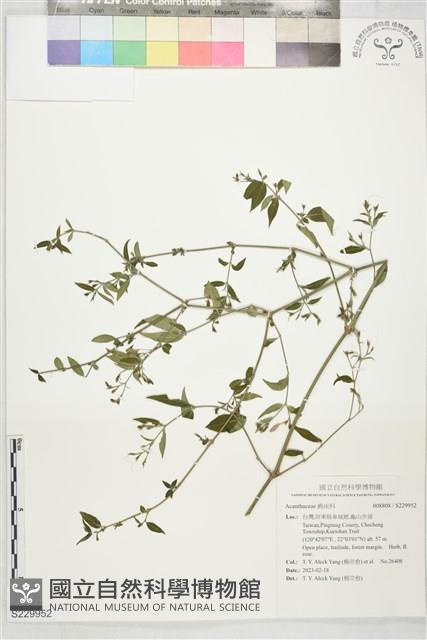 登錄號:S229952藏品圖，第1張