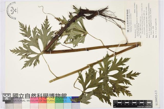 蔓烏頭藏品圖，第1張