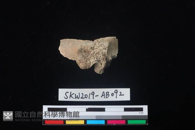 獸骨藏品圖，第1張