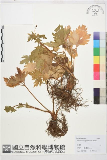 毛茛藏品圖，第1張