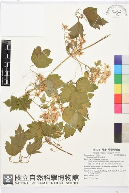 串鼻龍藏品圖，第1張