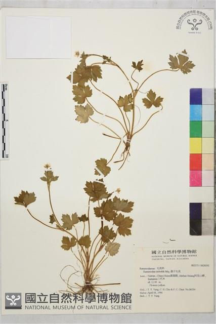 辣子草、揚子毛茛藏品圖，第1張