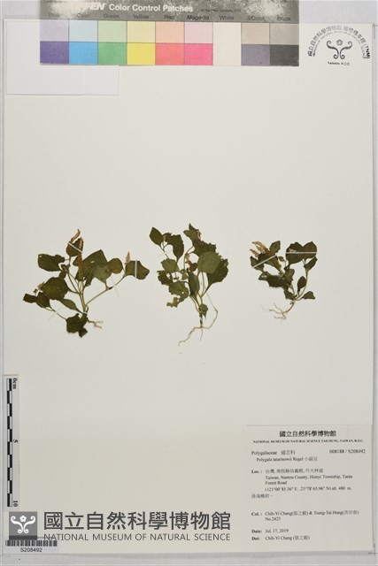 小扁豆藏品圖，第1張
