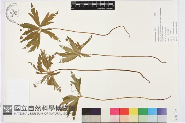 毛莨狀銀蓮花藏品圖，第1張