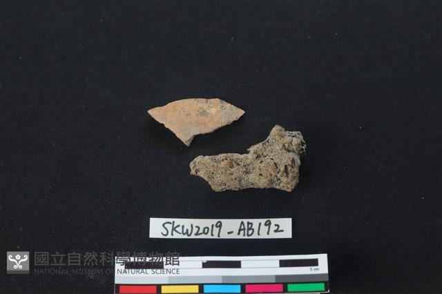 獸骨藏品圖，第1張