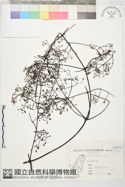 麥氏鐵線蓮藏品圖，第1張