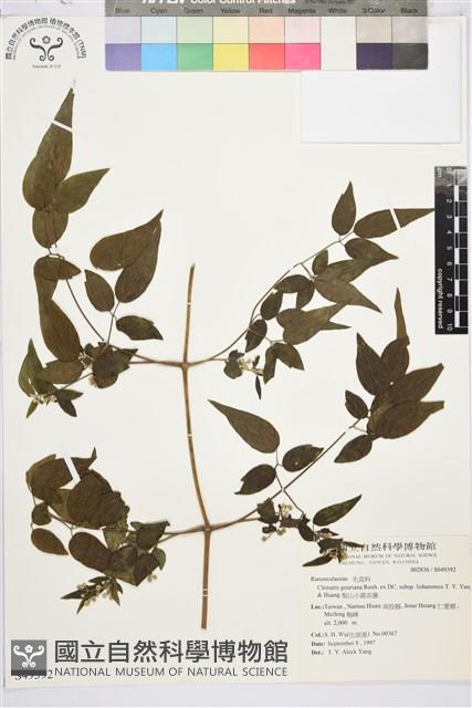 梨山小蓑衣藤藏品圖，第2張