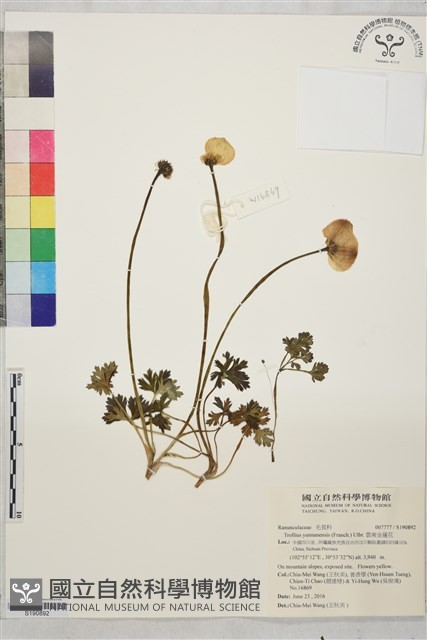 雲南金蓮花藏品圖，第1張