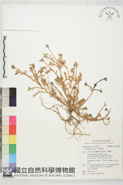毛馬齒莧藏品圖，第1張