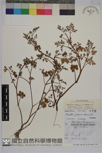 台灣芎窮藏品圖，第1張