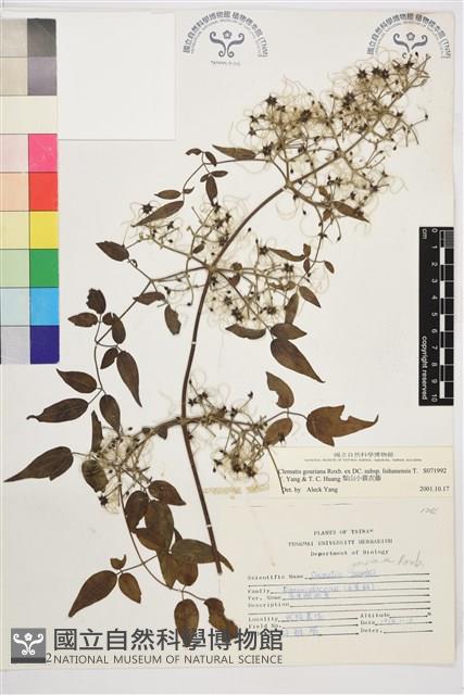 梨山小蓑衣藤藏品圖，第1張