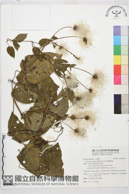 田代氏鐵線蓮藏品圖，第1張